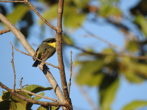 Common Tody-Flycatcher