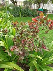 Fuchsia boliviana