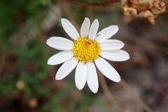 Argyranthemum