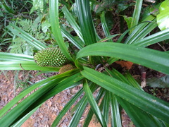 Freycinetia