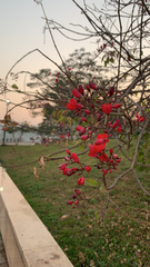 Jatropha integerrima