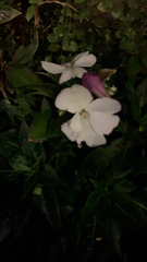 Impatiens hawkeri