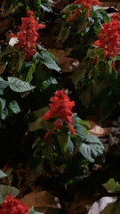 Salvia splendens