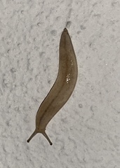 Meghimatium pictum