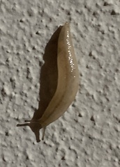 Meghimatium pictum