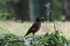 Acridotheres tristis
