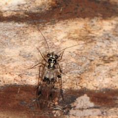Psocus leidyi