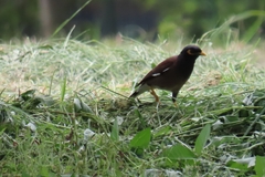 Acridotheres tristis
