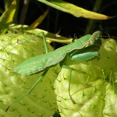 Polyspilota aeruginosa