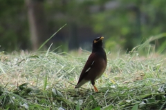 Acridotheres tristis