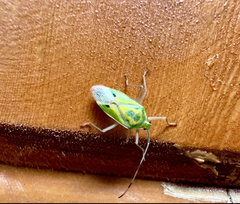 Urolabida