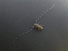 Acanthocinus aedilis