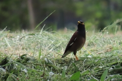 Acridotheres tristis