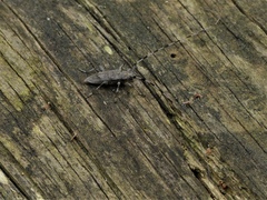 Acanthocinus aedilis