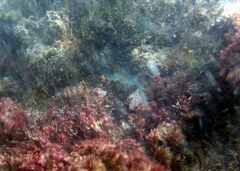 Malacoctenus africanus