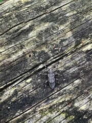 Acanthocinus aedilis