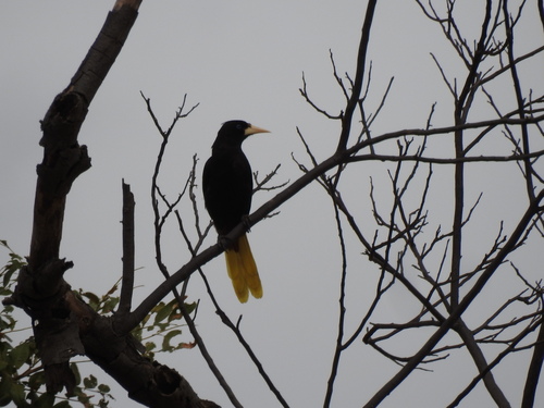 Crested Oropendola