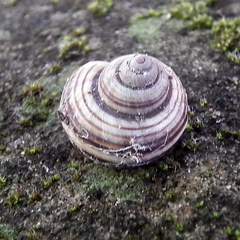 Tropidophora