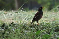 Acridotheres tristis