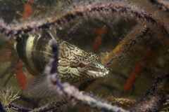 Serranus papilionaceus