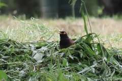 Acridotheres tristis