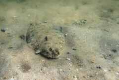 Solea senegalensis
