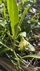 Physalis × elliottii
