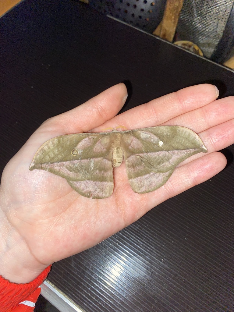 Copaxa metescens