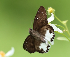 Tagiades ultra