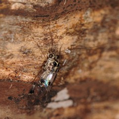 Psocus leidyi