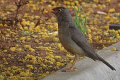Turdus smithi