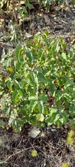 Cistus populifolius