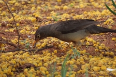 Turdus smithi