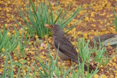 Turdus smithi