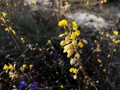 Utricularia odorata