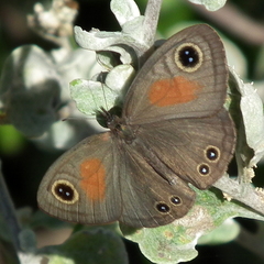 Cassionympha cassius