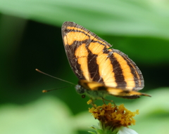 Lasippa heliodore dorelia