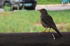 Turdus smithi