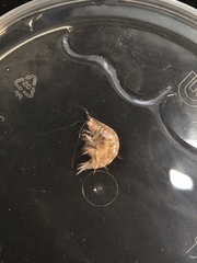 Ampeliscidae