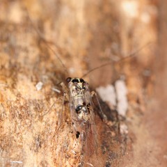 Psocus leidyi