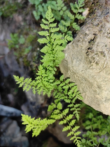 Cystopteris fragilis