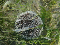 Tripneustes ventricosus