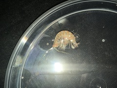 Ampeliscidae