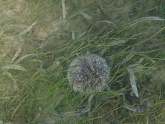 Tripneustes ventricosus