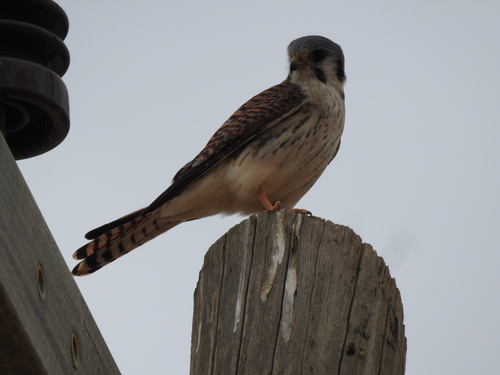 American Kestrel