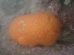Acanthodoris lutea