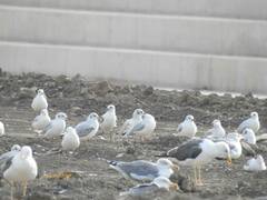 Chroicocephalus ridibundus