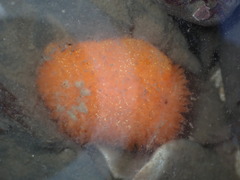 Acanthodoris lutea