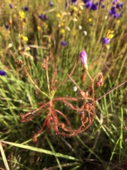 Drosera indica