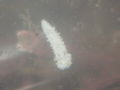 Aegires albopunctatus